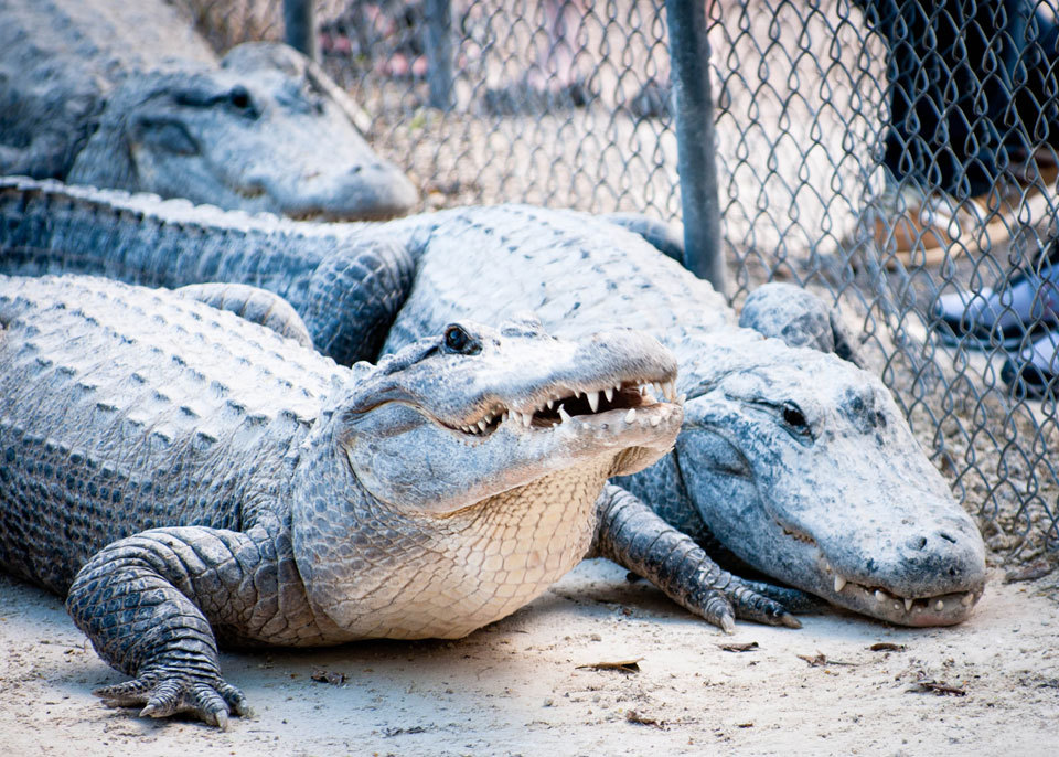 Miami Everglades Airboat Tour Image 8