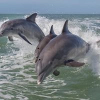 Shore Excursions