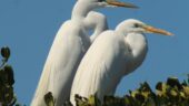 A great way to experience the everglades