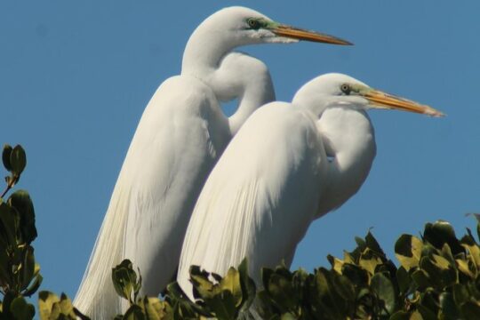 Small Group Boat, Kayak and Walking Guided Eco Tour in Everglades National Park
