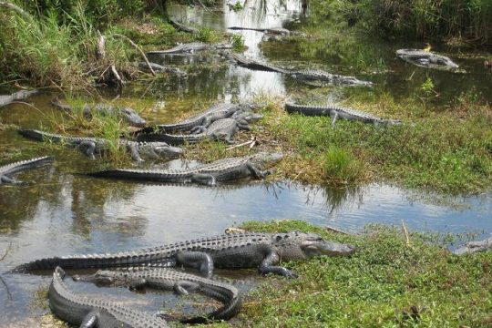 Private 4-hour Tour of Everglades from Miami Dade