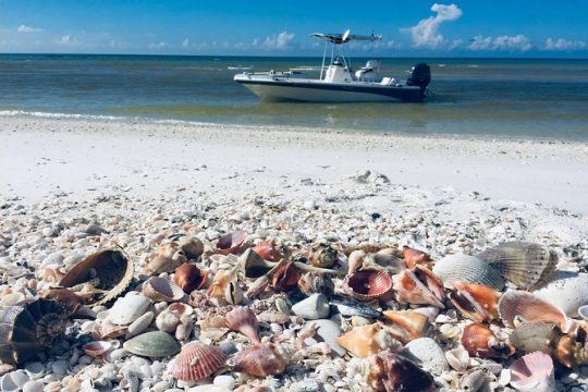 Shelling Tours - Fort Myers Beach / Naples