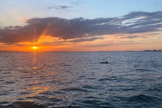 Sunset and Dolphin Cruise around Fort Myers Beach