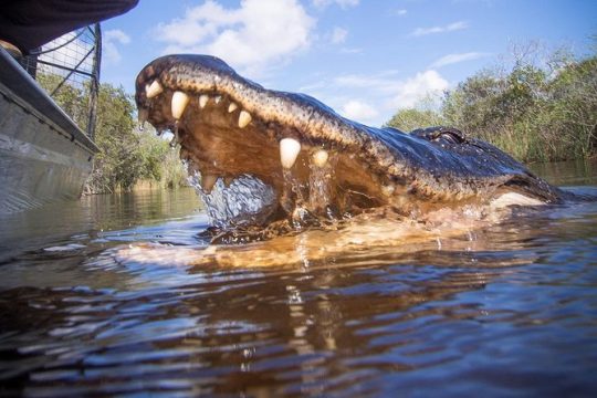 Private Everglades Airboat Tour including hotel pick up and Everglades specialist