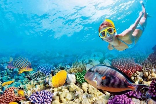 Full-Day Key West Tour and Coral Reef Snorkeling with Open Bar