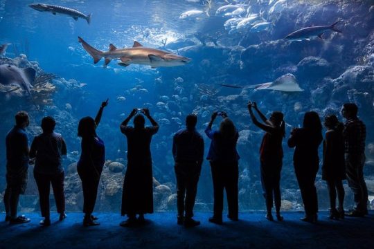 Skip the Line: The Florida Aquarium in Tampa Bay Ticket