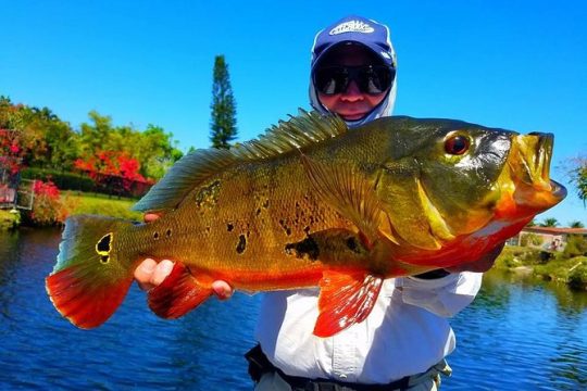 All Day Miami Peacock Bass Fishing Trip