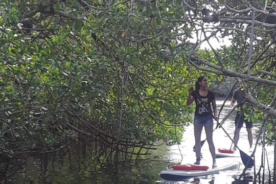 Naples Fl, Paddleboard Mangrove Forest Tour