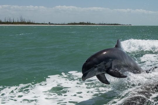 PRIVATE Eco Boat Trip out of Naples Bay, FL , island stop incl.