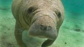 Great Captain Dallas! Very nice and informative! Pleasant ride.. No Manatee spottings so in that regard, disappointing. 