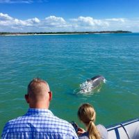 Dolphin & Whale Watching