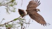 Terrific Birding Adventure
