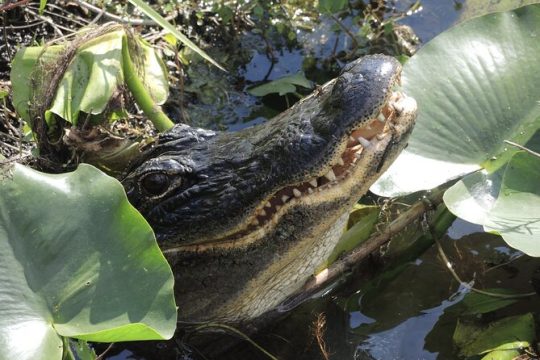 Private River Of Grass Everglades Airboat Adventure