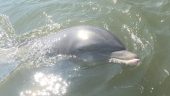 Dolphin Sightseeing!