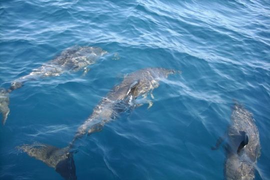 Dolphin Tours along and near the beautiful Indian River Lagoon