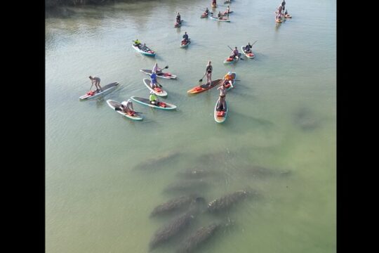 New Smyrna Dolphin and Manatee Adventure Tour