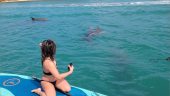 Raccoon Island