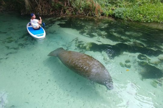 Kayak or Stand up Paddle Board Island and Wildlife Exploration