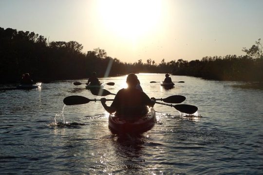 Manatees/Sunset/Bioluminescence Tour