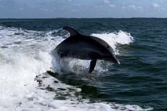 Private ONLY Dolphin Boat Tours