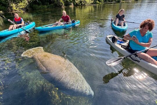 Glass Bottom Kayak Guided Tour in Silver springs