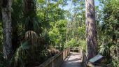 Audio tours of big Cypress national preserve