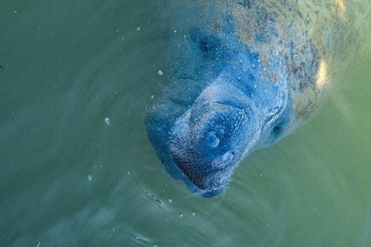 Kayak with Manatees Adventure