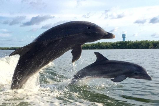 2 HR Dolphin Tour for 7 people