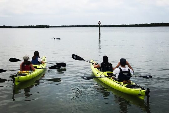 Rookery Bay Beginner Kayak Tour