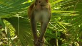 Wildlife galore