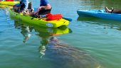 Awesome Kayak Tour