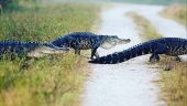 Everglades excursion 