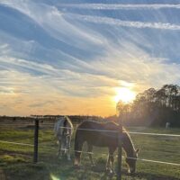 Holiday & Seasonal Tours