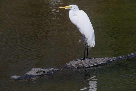 Florida Wildlife Drive Eco Tour with Lunch and Moonshine Tasting