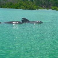 Kayaking & Canoeing