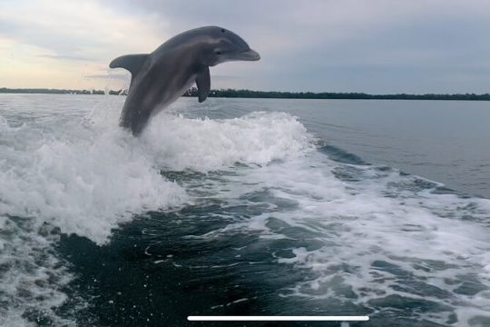 Private 3 Hour Dolphin & Manatee Eco Boat Tour in 10,000 Islands