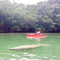 Stand Up Paddleboarding