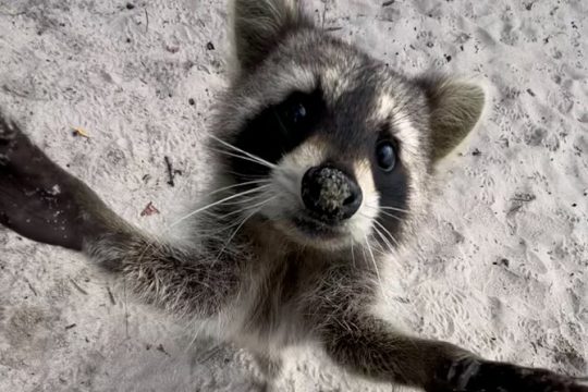 Raccoon Island Boat Tour - Indian Creek, Sanbar and Raccoons