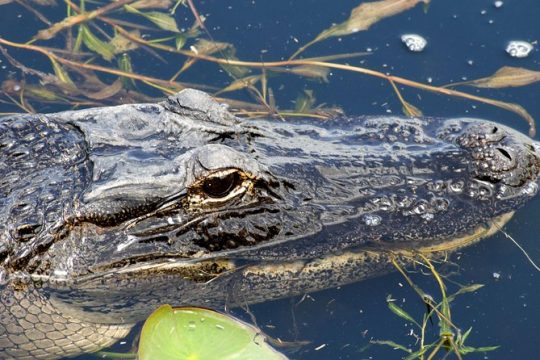 1 Hour Everglades Airboat Tour Central Florida