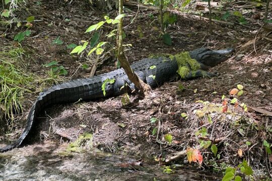 Gator Viewing Clear Kayak Springs Tour