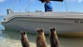 Snorkel and Raccoons