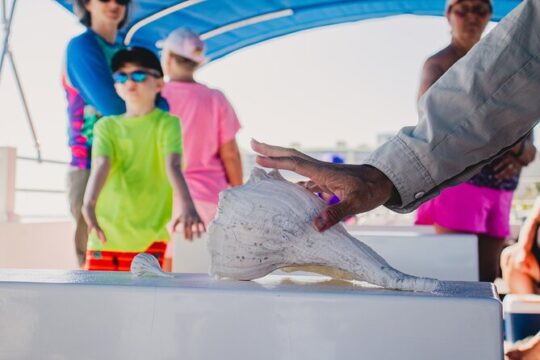 Dolphin Wildlife Cruise Fort Myers Beach