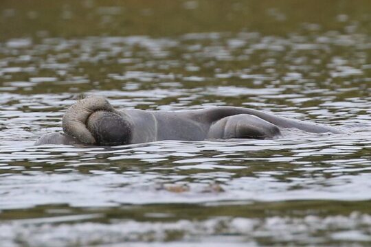 Guided Kayaking Manatee Tour near Orlando