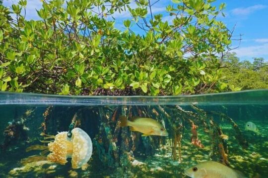 Snorkeling and Beach Adventure in Turtle Island and Isla Saona