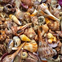 Shore Excursions