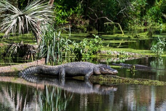 Private Everglades Eco Adventure Airboats Gators and Wild Florida