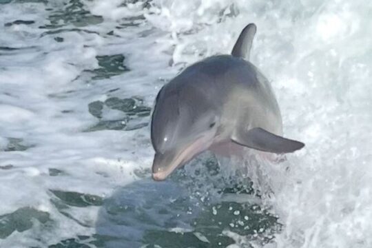 Private Dolphin Watching and Dock & Dine Adventure in Cape Coral