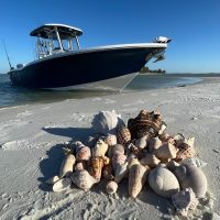 Hop-on Hop-off Tours