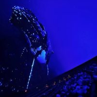 Shows, Concerts & Sports