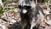 Raccoon enthusiasts dream 